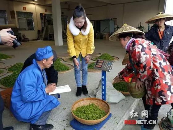 央视广告行业新闻-湘西茶农：“感谢国家品牌计划帮我们打广告，带来了好运气”