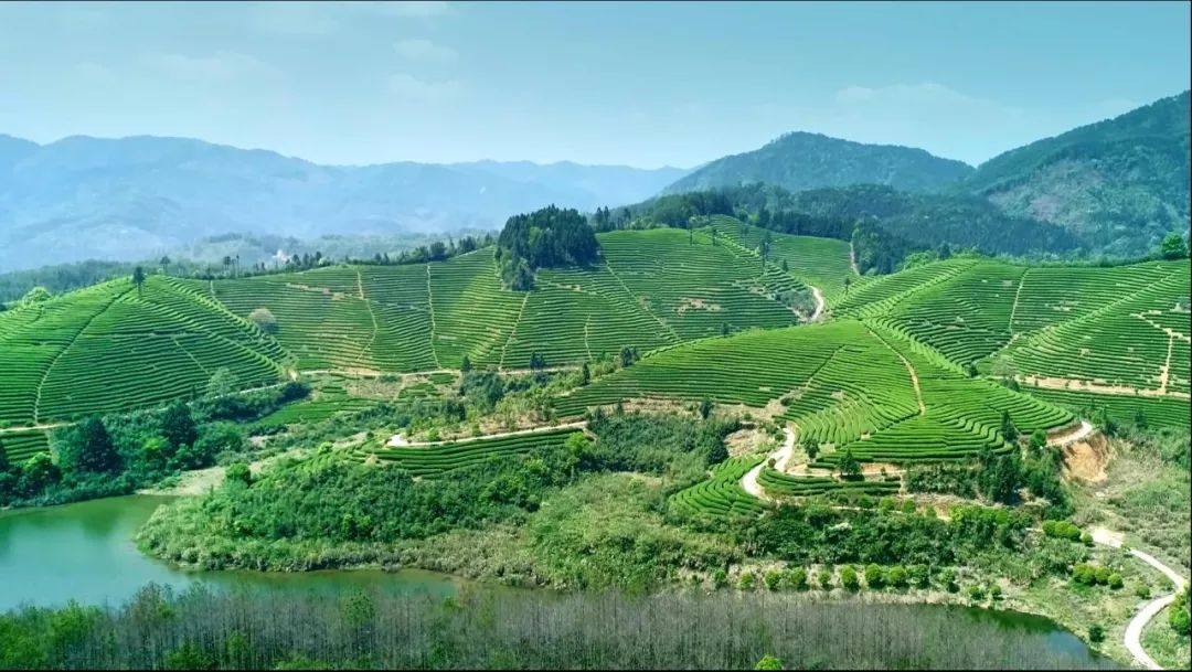 央视广告行业新闻-央视公益广告 | 闽北日报：“上央视后，‘政和白茶’的春天来了”