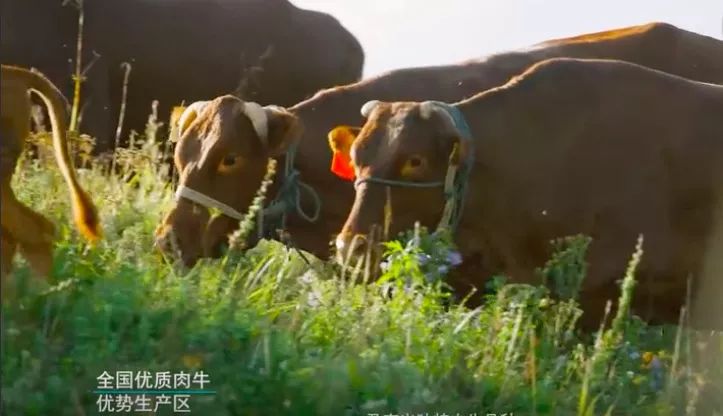 央视广告行业新闻-广告精准扶贫│养生福地，平凉红牛