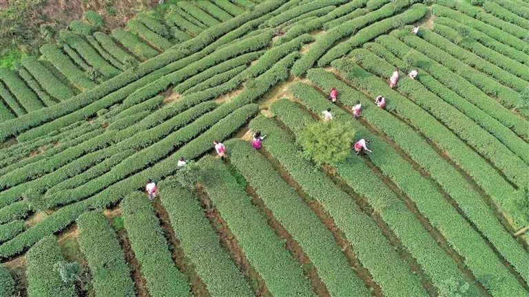 央视广告行业新闻-遵义茶香 | 茶林绿浪间，看一枚遵义茶叶的央视之旅