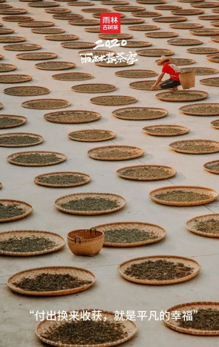 央视广告企业新闻-“雨林古树茶”品牌首次登陆央视