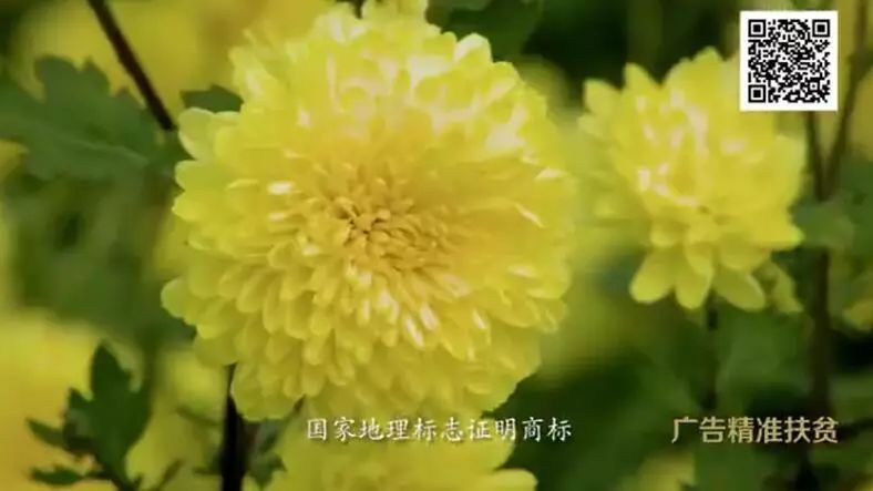 央视广告行业新闻-广告精准扶贫│修水“金丝皇菊”公益广告在央视播放后反响强烈