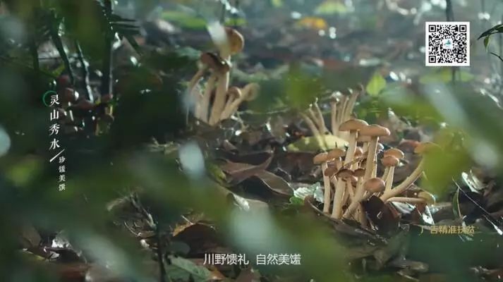 央视广告行业新闻-广告精准扶贫 | 推动乡村振兴 屏南茶树菇上央视