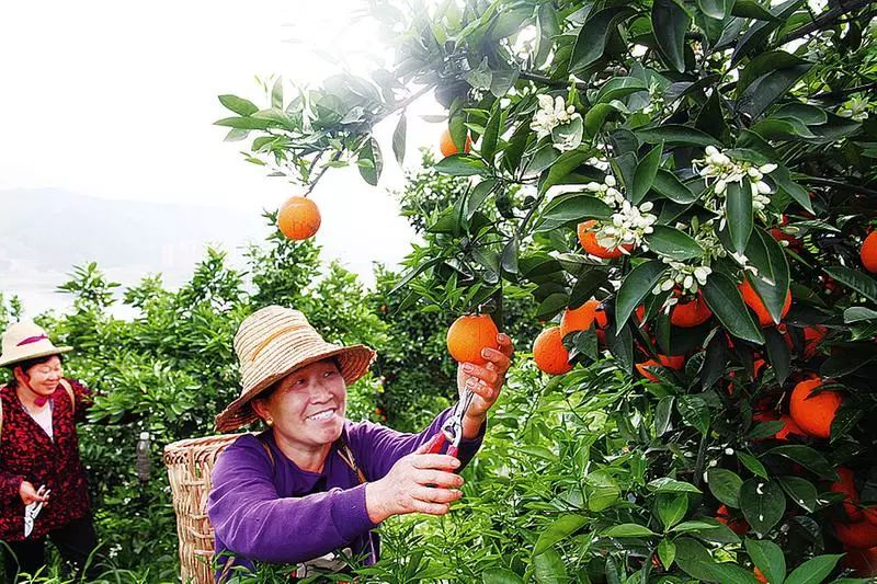 央视广告行业新闻-央视精准扶贫公益广告助推开州果农增收致富